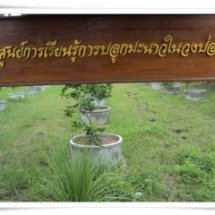 การปลูกมะนาวในวงบ่อ